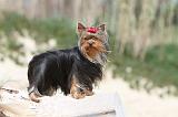 YORKSHIRE TERRIER 037